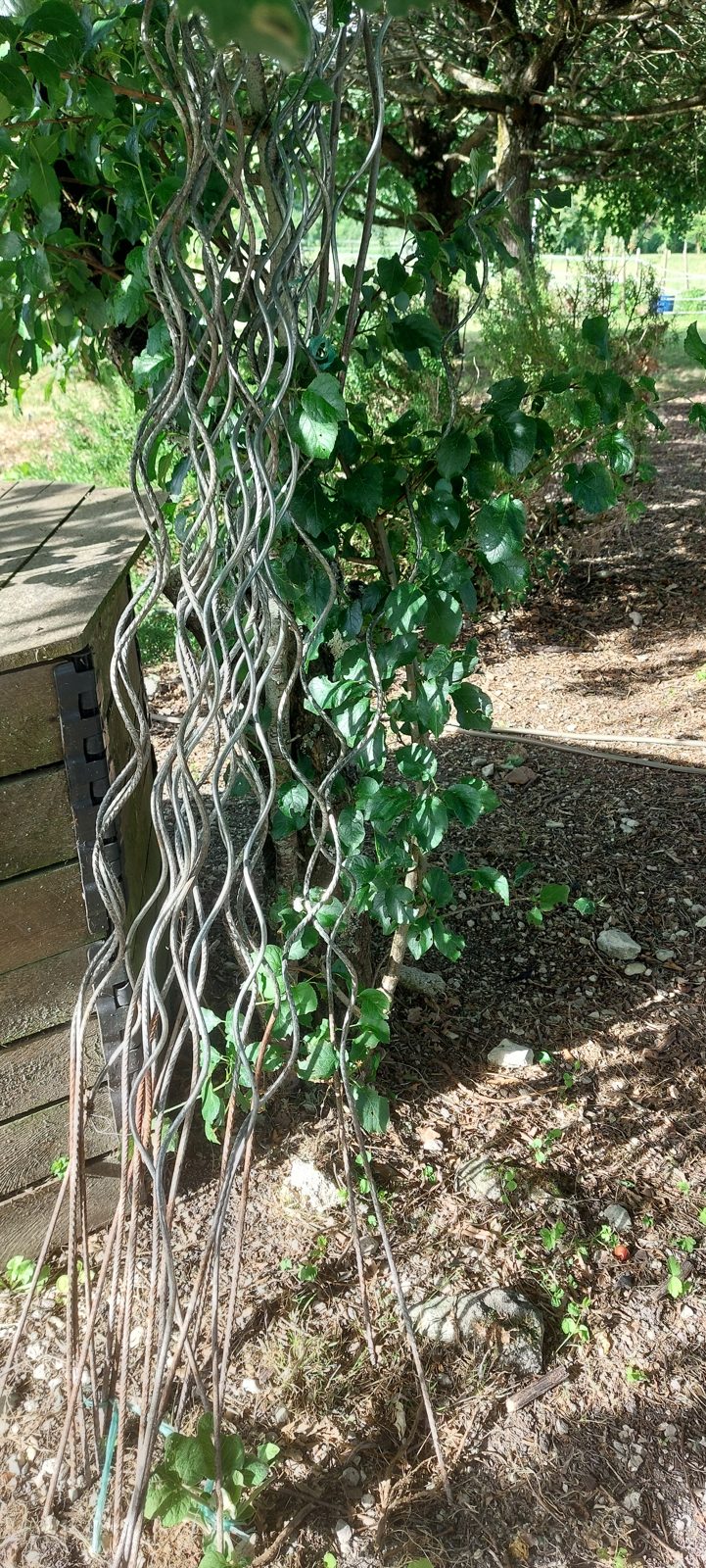Tuteurs pour tomates en spirale